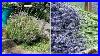 Roberta S 4 Piece Blue U0026 White Lavender Plants On Qvc