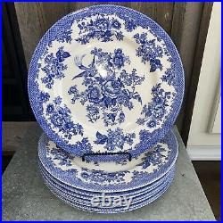 Royal Stafford Asiatic Pheasant Dark Blue & White Set of 8 16 Dinner Plates New