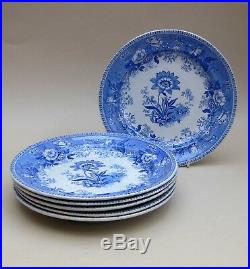 Set of 6 mid 19thC Blue & White Plates Botanical Beauties / Antique English