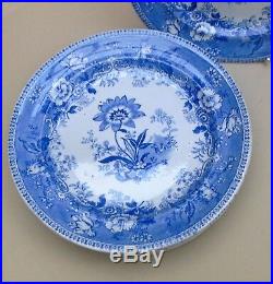 Set of 6 mid 19thC Blue & White Plates Botanical Beauties / Antique English