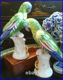 Stunning Rare Large Green Red Blue Vista Allegre Mantle Parrot Bird Pair 9.25