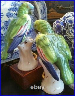 Stunning Rare Large Green Red Blue Vista Allegre Mantle Parrot Bird Pair 9.25